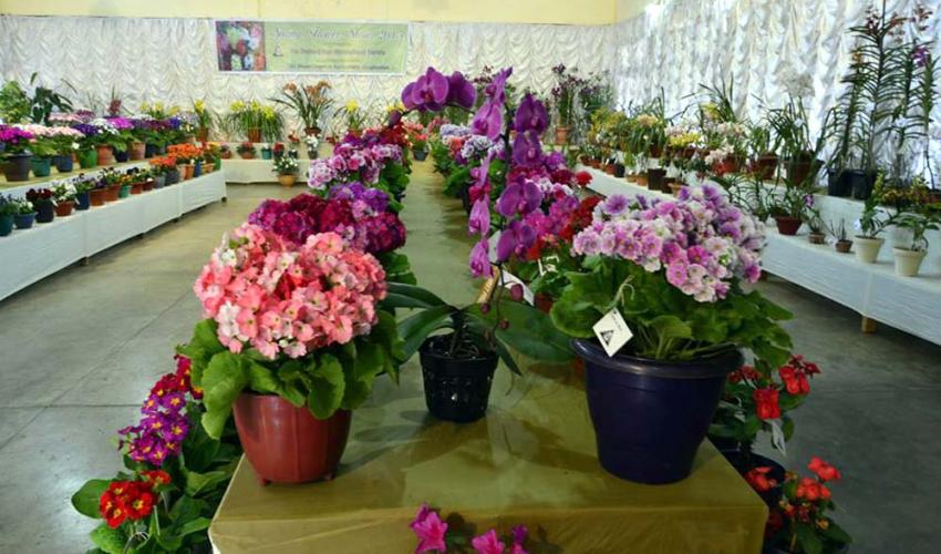 Flower Show Festival
