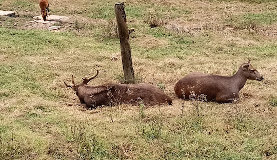 LADY HYDARI PARK Shillong, East Khasi Hills, Meghalaya