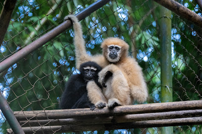 SELBAGRE HOOLOCK GIBBON RESERVE Garo Hills, Meghalaya