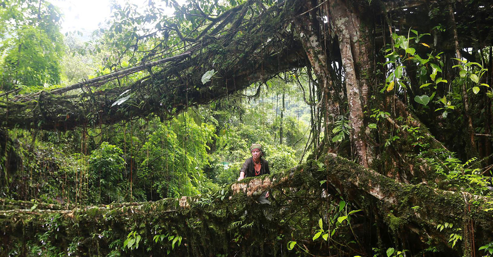 Root bridge, Sohra,  East Khasi Hills, Meghalaya