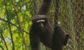 SELBAGRE HOOLOCK GIBBON RESERVE Garo Hills, Meghalaya