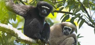 SELBAGRE HOOLOCK GIBBON RESERVE Garo Hills, Meghalaya