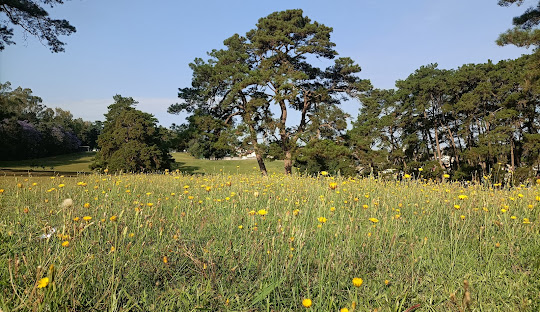 GOLF LINK Shillong, East Khasi Hills, Meghalaya