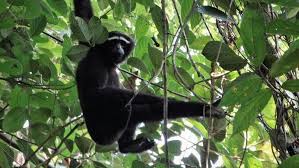 SELBAGRE HOOLOCK GIBBON RESERVE Garo Hills, Meghalaya