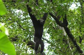 TASEK LAKE East Garo Hills, Songsak