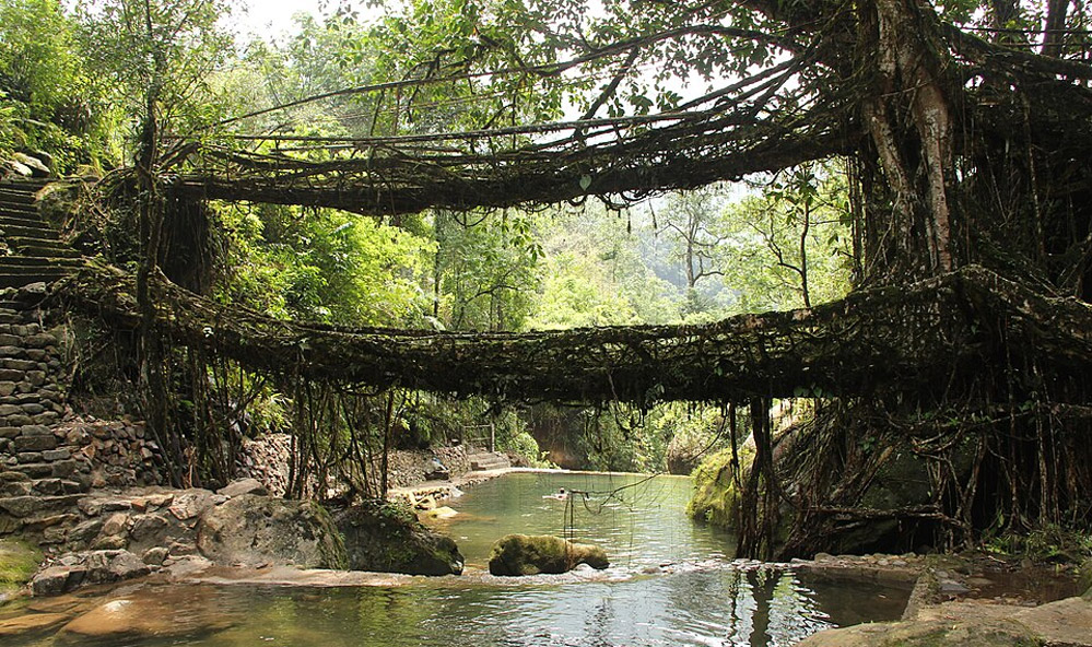 Living Root Bridges