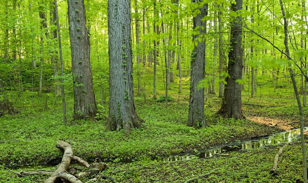 Mawphlang Sacred Forest