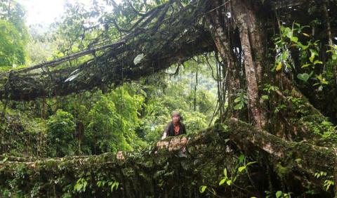 Root bridge