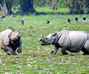 Assam Wildlife Adventure: A Jungle Odyssey